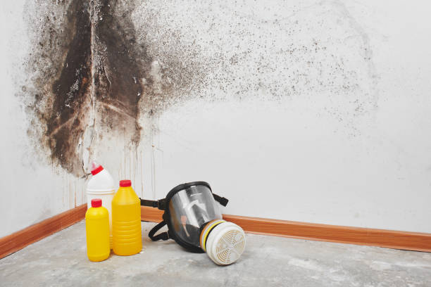 Best Crawl Space Mold Remediation in Brownville, NJ