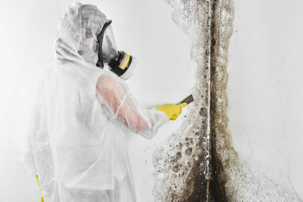 Best White Mold Remediation in Brownville, NJ